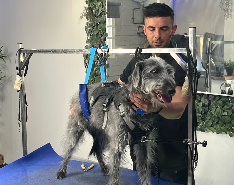 The groomer holding a grey wiry-haired dog in a harness on the grooming table