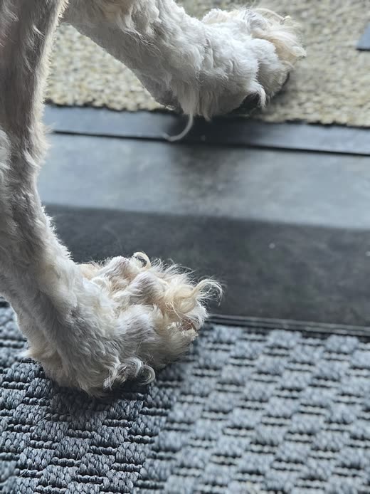 Close-up of a dog's fluffy paw on the grooming mat before a paw trim
