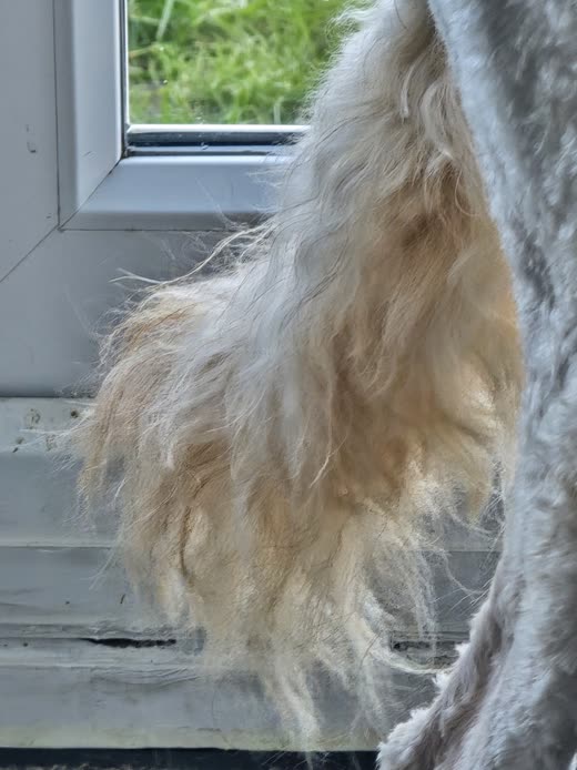 Tangled, matted fur on a long-haired dog's flank before de-matting