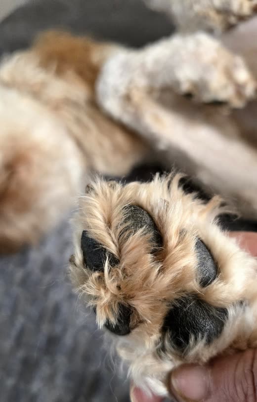A small shaggy dog's face held gently by the groomer's hand
