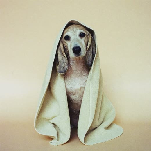 A small dog wrapped in a towel after its bath